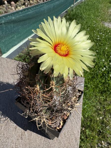 Astrophytum capricorne